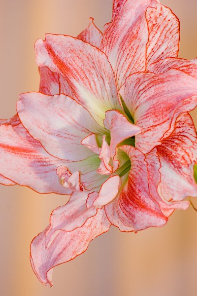 Amaryllis.jpg