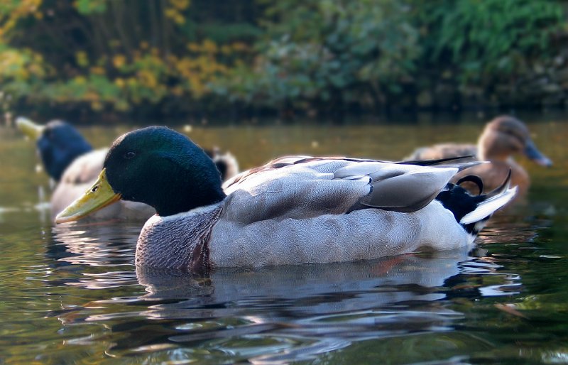 Duck.jpg