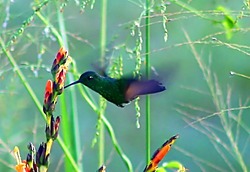 Hummingbird.jpg