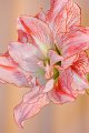 Amaryllis