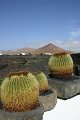 Cactii