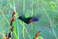 Hummingbird